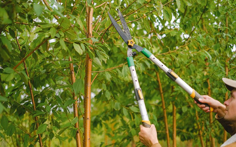 Tree trimming in Tokeland, WA
